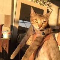 Tekir Kedi, Kedi  Mırmır fotoğrafı
