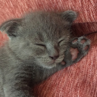 Scottish Fold, Kedi  Logan fotoğrafı