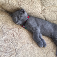 Scottish Fold, Kedi  Logan fotoğrafı