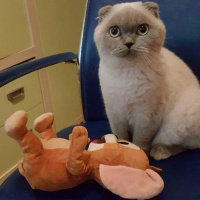 Scottish Fold, Kedi  Maviş fotoğrafı