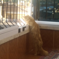 Tekir Kedi, Kedi  Prenses fotoğrafı