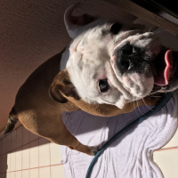 İngiliz Bulldog, Köpek  Quen fotoğrafı