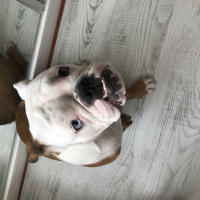 İngiliz Bulldog, Köpek  Quen fotoğrafı