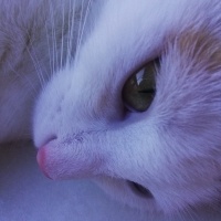 Tekir Kedi, Kedi  Balım fotoğrafı