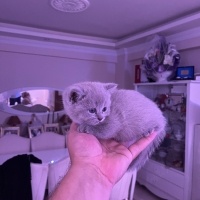British Shorthair, Kedi  Boncuk fotoğrafı