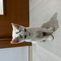 Ankara Kedisi, Kedi  Masum fotoğrafı