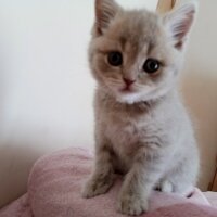 Scottish Fold, Kedi  Aref fotoğrafı