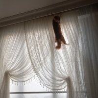 Sarman, Kedi  Simba fotoğrafı