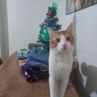 Sarman, Kedi  Simba fotoğrafı