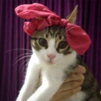 Tekir Kedi, Kedi  Patinaz fotoğrafı