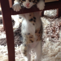 Tekir Kedi, Kedi  Patinaz fotoğrafı