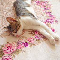 Tekir Kedi, Kedi  Patinaz fotoğrafı