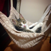 Tekir Kedi, Kedi  Patinaz fotoğrafı