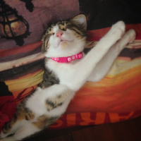 Tekir Kedi, Kedi  Patinaz fotoğrafı