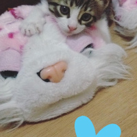 Tekir Kedi, Kedi  Patinaz fotoğrafı