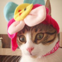 Tekir Kedi, Kedi  Patinaz fotoğrafı