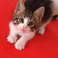 Tekir Kedi, Kedi  Patinaz fotoğrafı