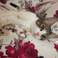 Tekir Kedi, Kedi  Patinaz fotoğrafı