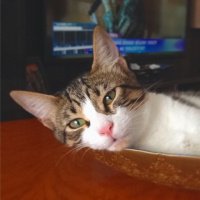 Tekir Kedi, Kedi  Patinaz fotoğrafı