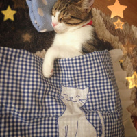 Tekir Kedi, Kedi  Patinaz fotoğrafı