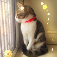 Tekir Kedi, Kedi  Patinaz fotoğrafı