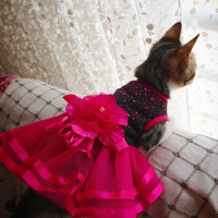 Tekir Kedi, Kedi  Patinaz fotoğrafı