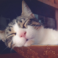 Tekir Kedi, Kedi  Patinaz fotoğrafı