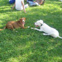 Sokö (Sokak Köpeği), Köpek  BALIM fotoğrafı