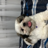 Shih Tzu, Köpek  Toni fotoğrafı