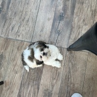 Shih Tzu, Köpek  Toni fotoğrafı