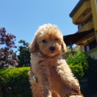 Poodle (Minyatür Kaniş), Köpek  . fotoğrafı