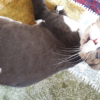 Scottish Fold, Kedi  Aşur fotoğrafı