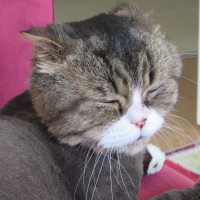 Scottish Fold, Kedi  Aşur fotoğrafı