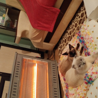 Siyam Kedisi, Kedi  Meyk ve Ares fotoğrafı