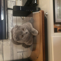 Scottish Fold, Kedi  Mars fotoğrafı