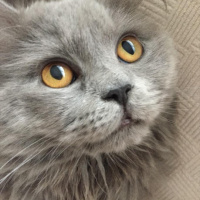 British Shorthair, Kedi  ŞAKİR fotoğrafı