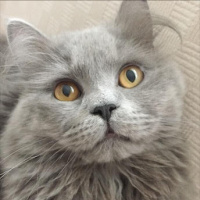 British Shorthair, Kedi  ŞAKİR fotoğrafı