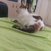 Tekir Kedi, Kedi  Maya fotoğrafı
