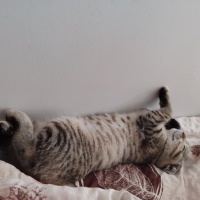 Scottish Fold, Kedi  Miya fotoğrafı