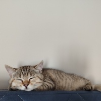 Scottish Fold, Kedi  Miya fotoğrafı