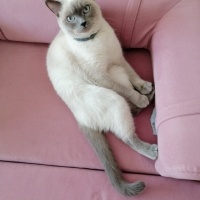 British Shorthair, Kedi  Bulut fotoğrafı