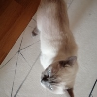 British Shorthair, Kedi  Bulut fotoğrafı