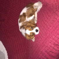 Cavalier King Charles Spanieli, Köpek  Queen  fotoğrafı