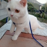 Scottish Fold, Kedi  Pamuk fotoğrafı