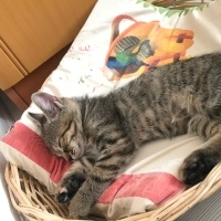Tekir Kedi, Kedi  Mırmır fotoğrafı