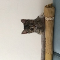 Tekir Kedi, Kedi  Mırmır fotoğrafı