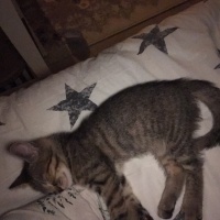 Tekir Kedi, Kedi  Mırmır fotoğrafı