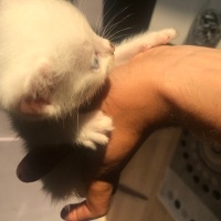 Van Kedisi, Kedi  Bulut fotoğrafı