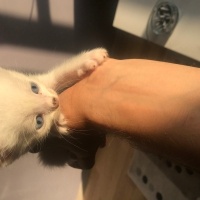 Van Kedisi, Kedi  Bulut fotoğrafı