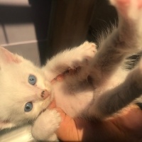 Van Kedisi, Kedi  Bulut fotoğrafı
